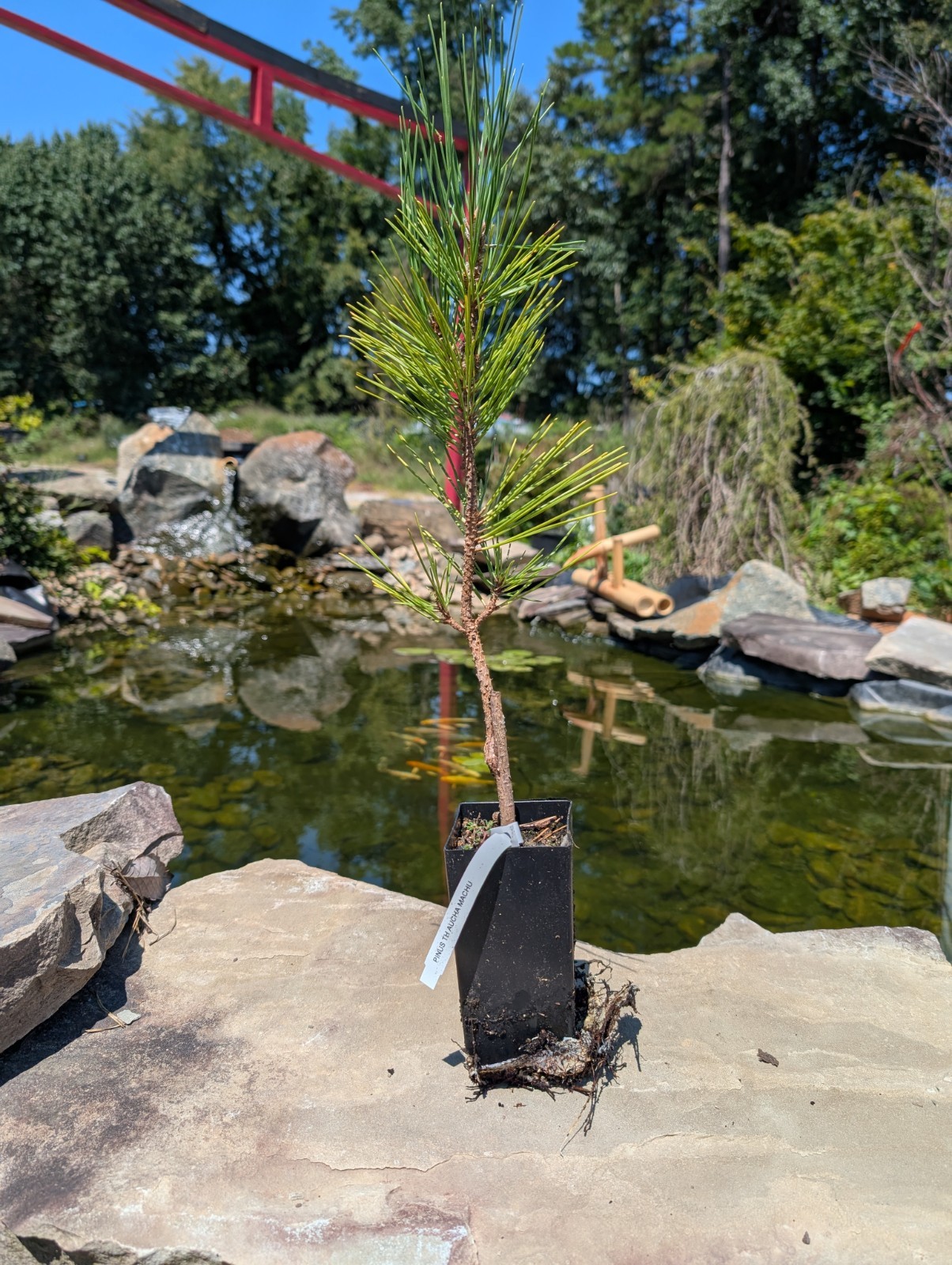 Japanese Black Pine ‘Aocha Matsu’