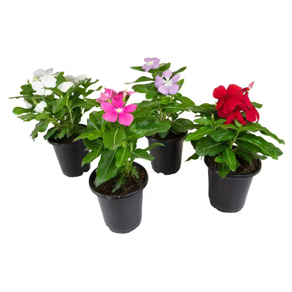 Multicolor Vinca Flowering Garden Plants (4 Pack), Deer Resistant, Colorful Flow