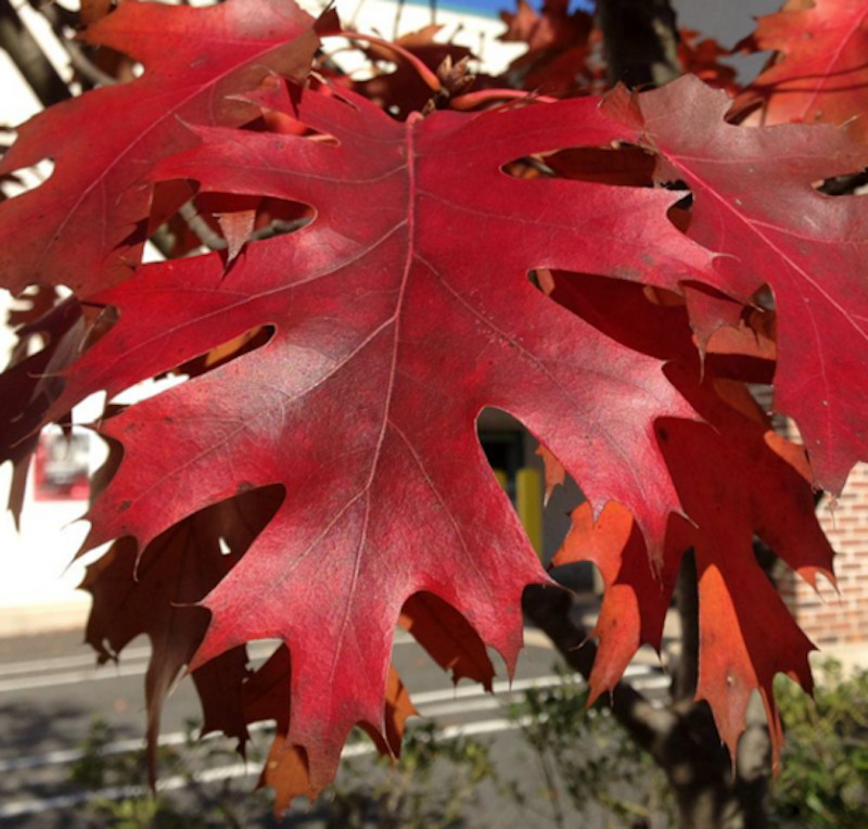 1 Northern Red Oak Tree 12-24″ Quercus rubra Bare Root