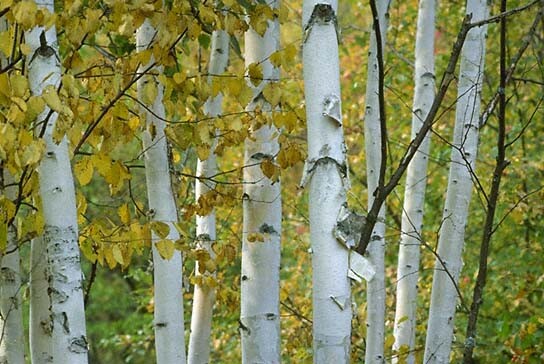 Paper Birch, Betula papyrifera, Tree Seeds