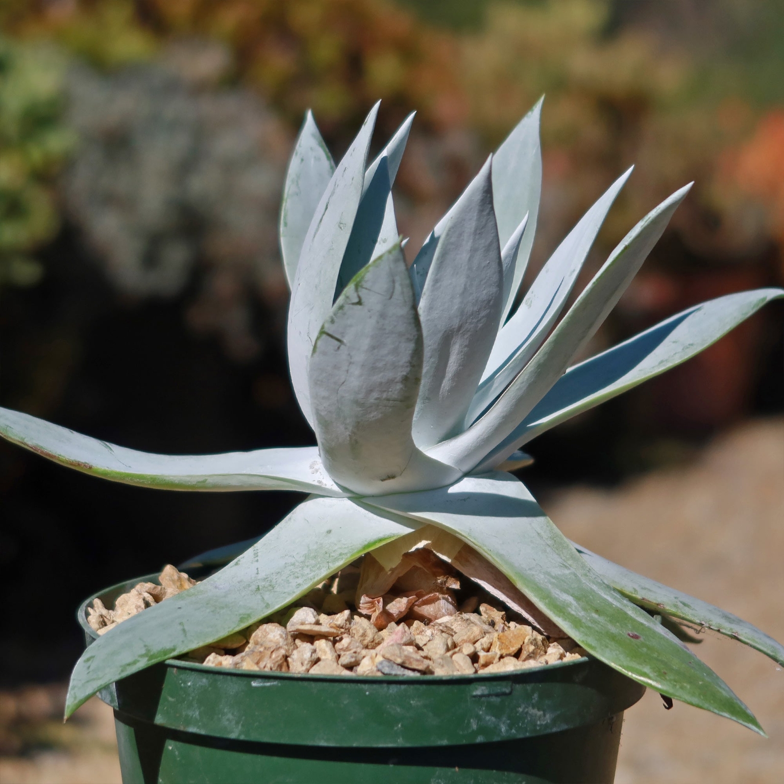 Giant Chalk Dudleya ‘Dudleya brittonii’ cactus Cacti Succulent real live plant