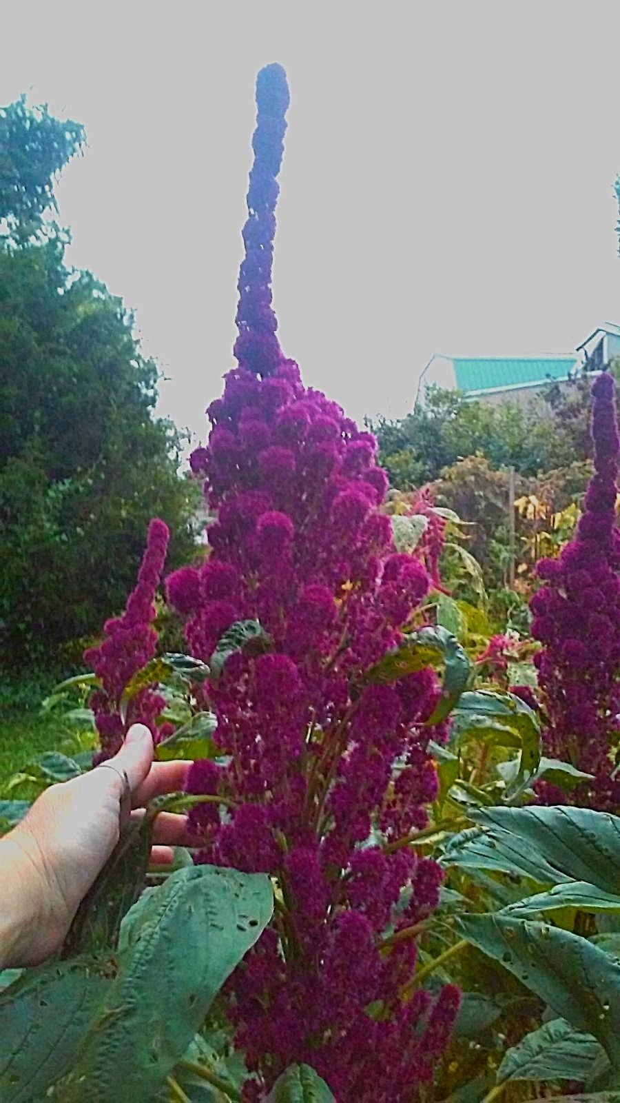 Elephant Head Amaranth HEIRLOOM 4-5 FT TALL – COMB. S/H SEE OUR STORE