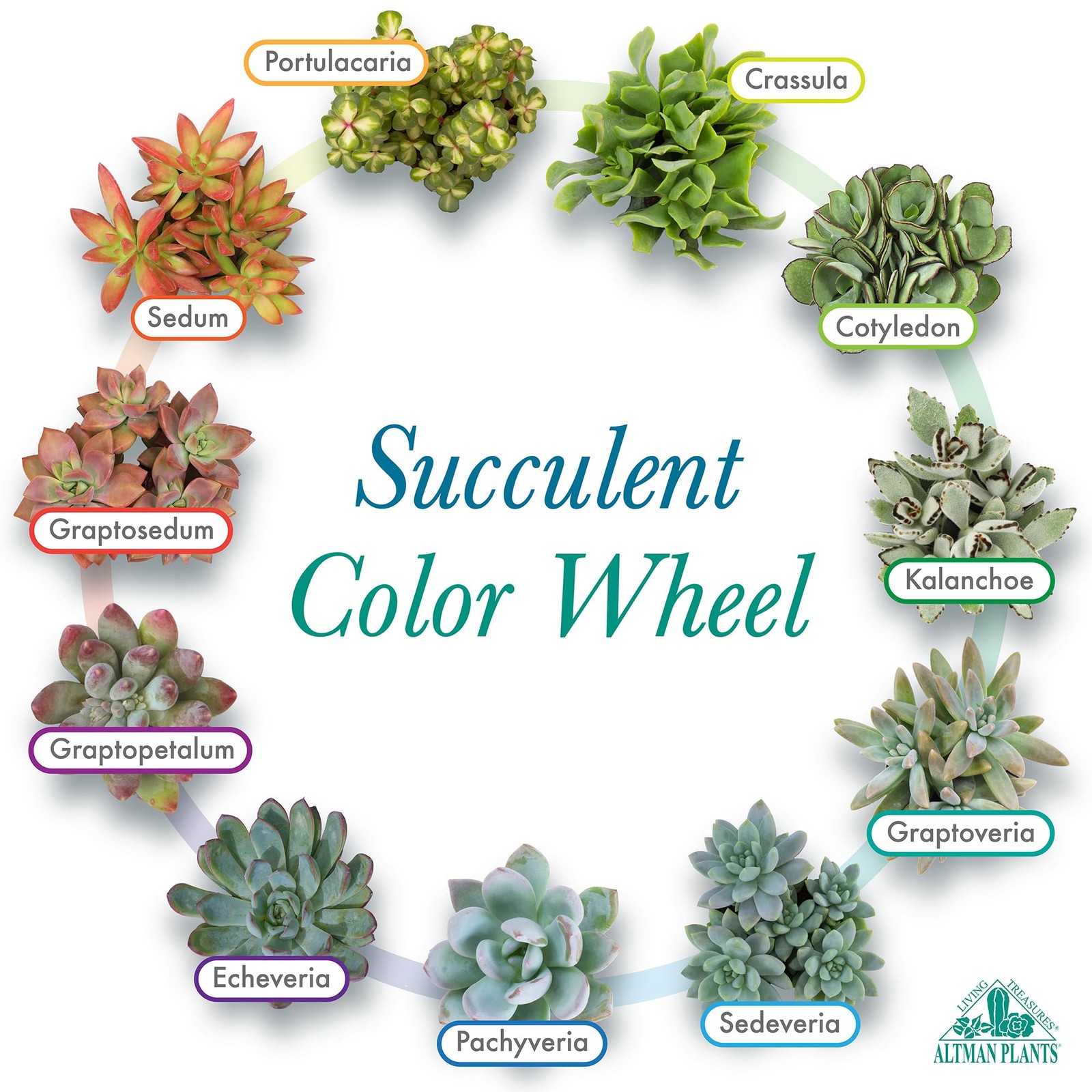 Altman Plants, Live Succulent Plants 20 Pack Assorted Potted Succulents Plant…