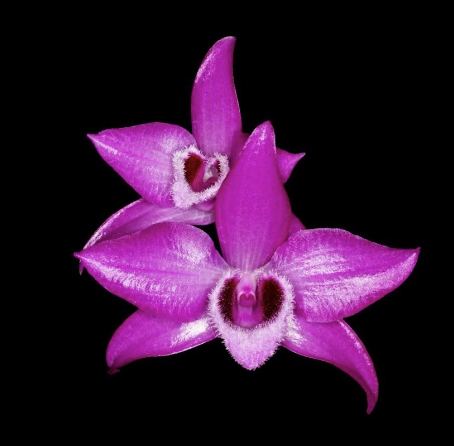 Dendrobium Parishii Orchid Plant Species 4in 0713A