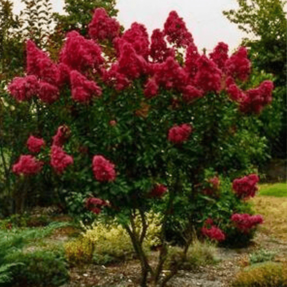 Cherokee Crape Myrtle: Lush Wine-Red Color Perfect for Hedges and Borders