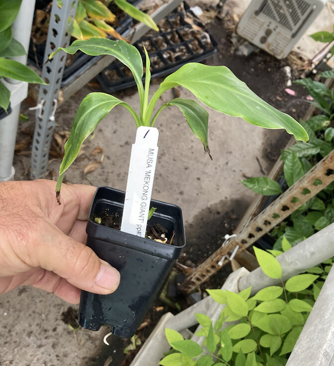 Mekong Giant Banana Plant – Musa Itinerans – Very Cold Hardy