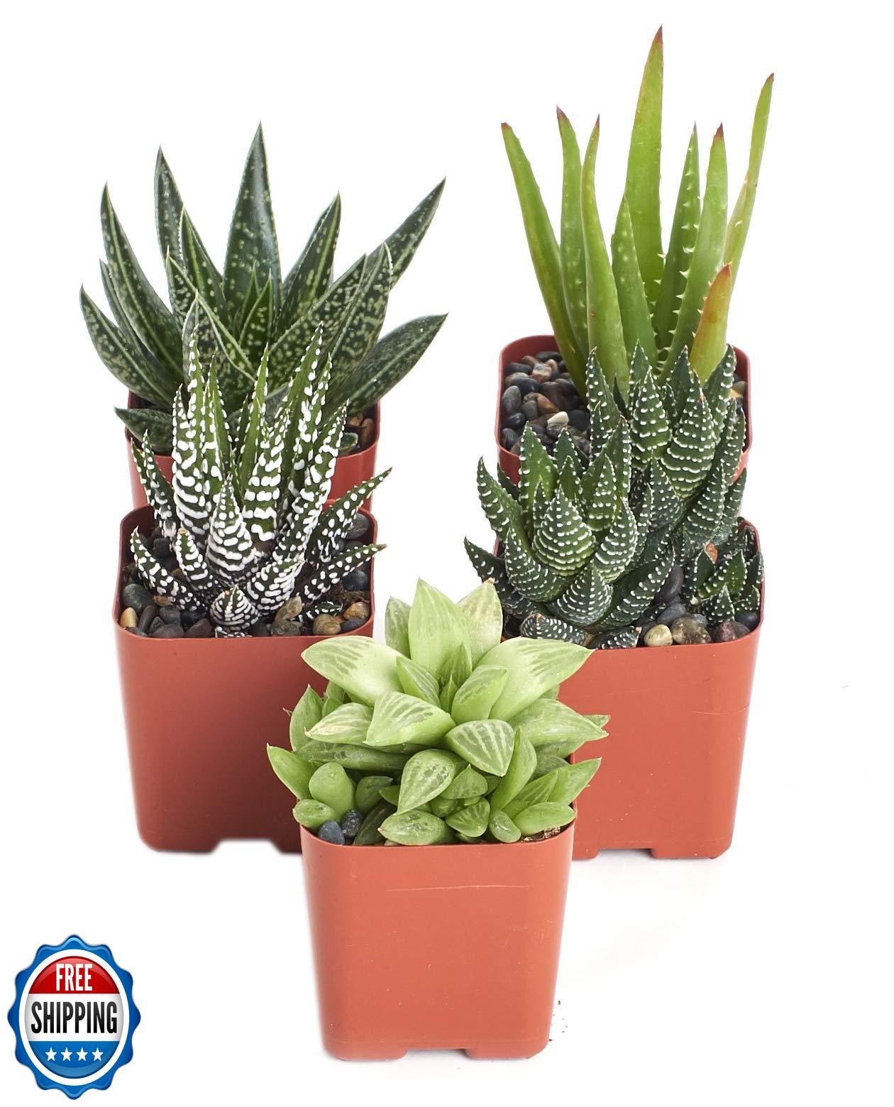 Shop Succulents | Alluring Collection of Live, Hand Selected Vari