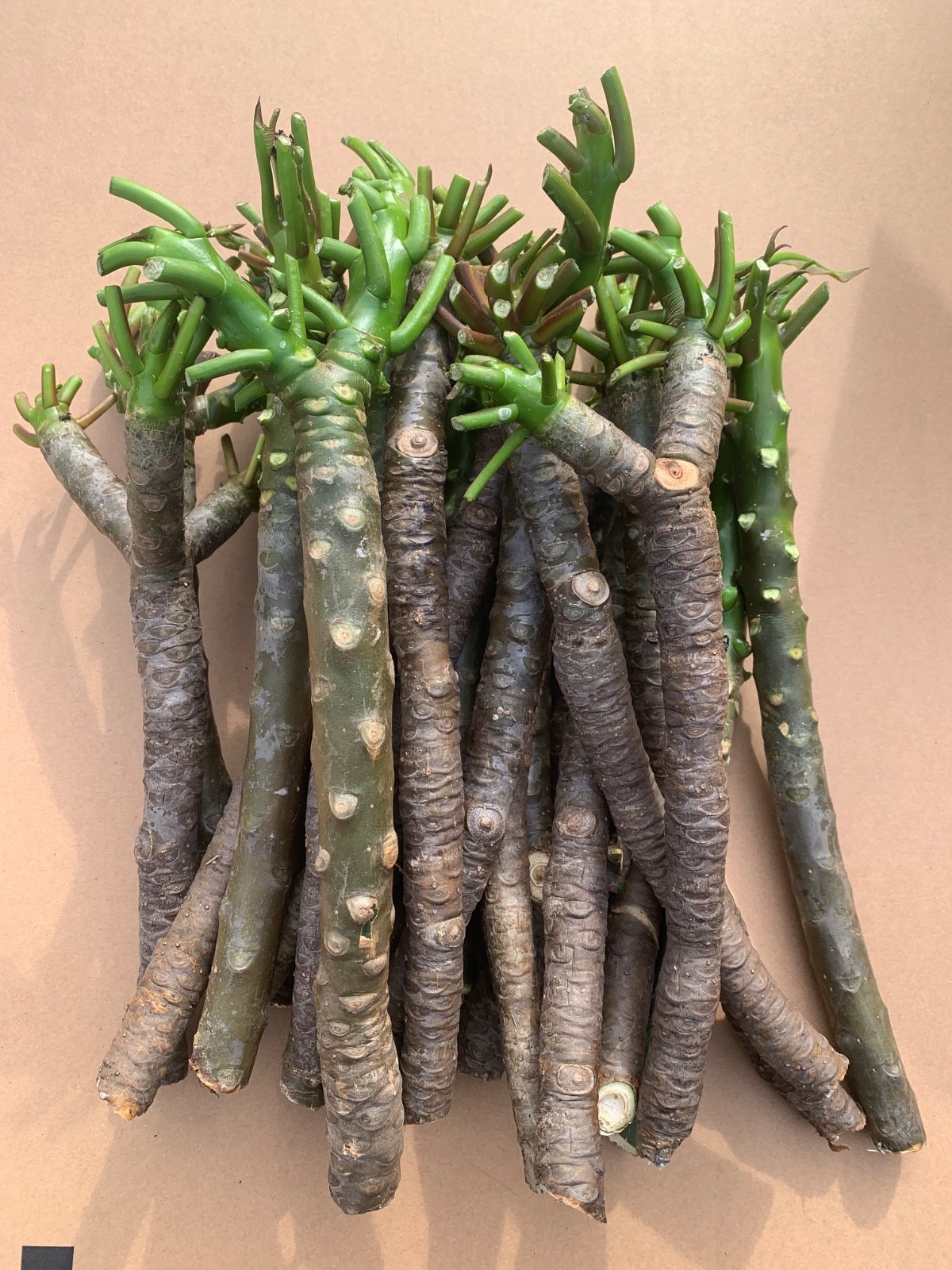 25 Plumeria cuttings, unrooted, DARK RED, $9/each