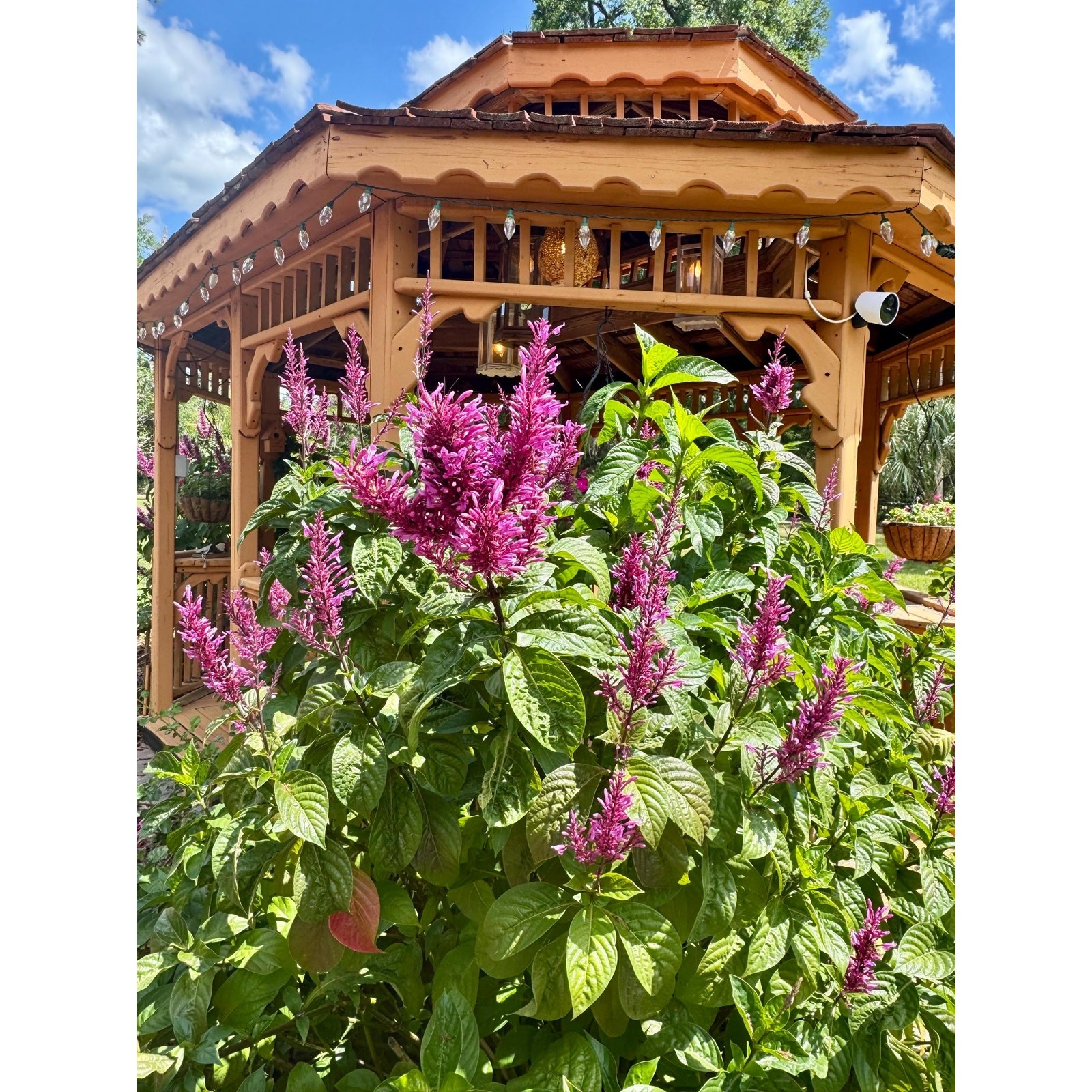 Purple Firespike Plant Tropical Hummingbird & Butterfly Live 5 inch pot