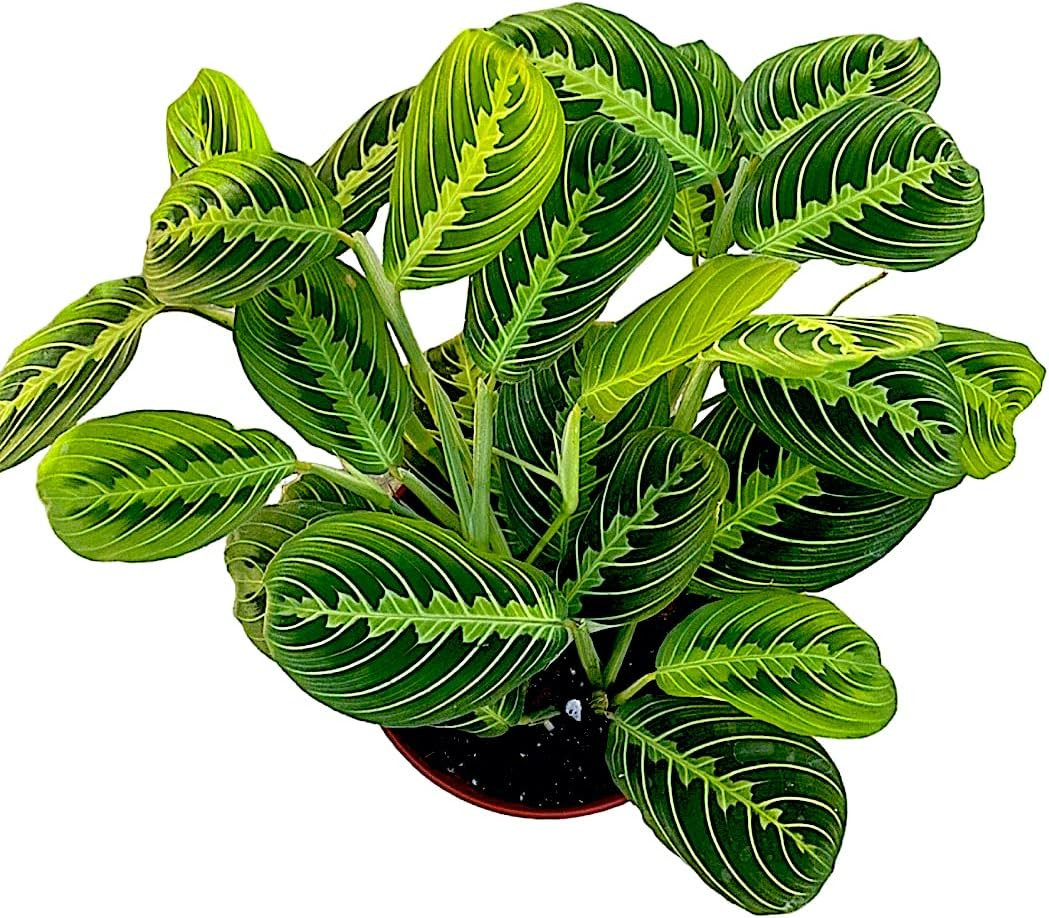 Live Plant, Lemon Lime Maranta Prayer Plant, Pet Friendly, Air Purifying, Easy C