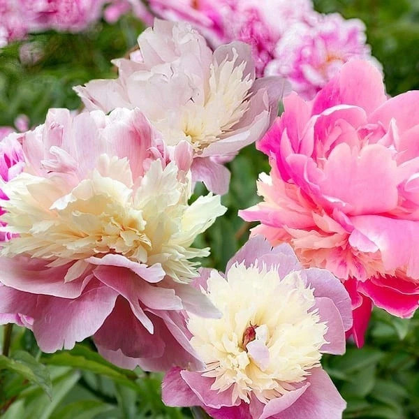 Sorbet Peony Bareroot Perennial Stunning Fragrant Blooms Flowering Plants Live!