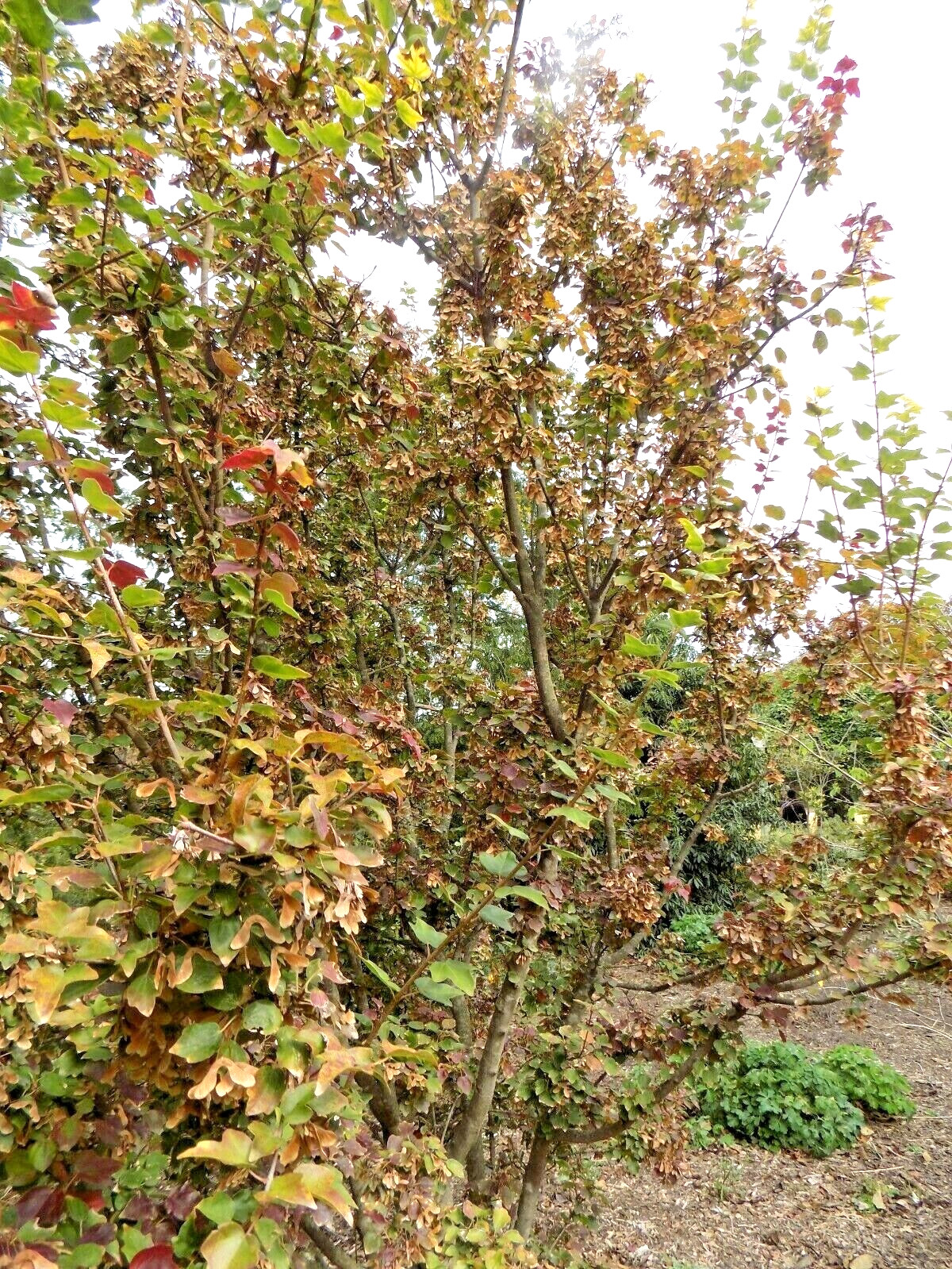 20 MIYADONO DWARF TRIDENT MAPLE SEEDS – (Acer buergerianum ‘Miyadono’)