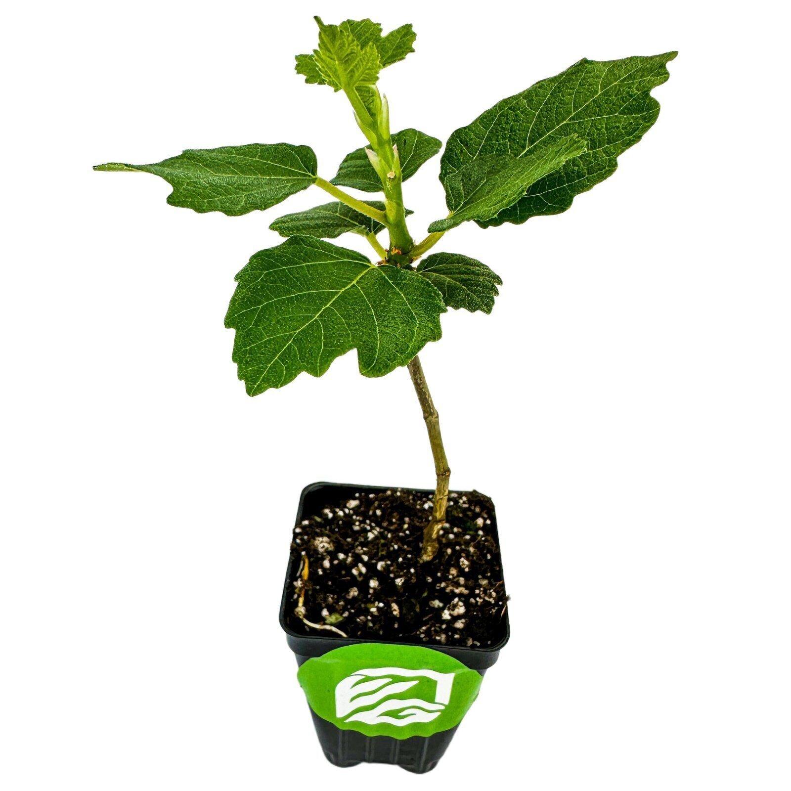 Violette de Bordeaux Fig – Ficus carica – Live Plant
