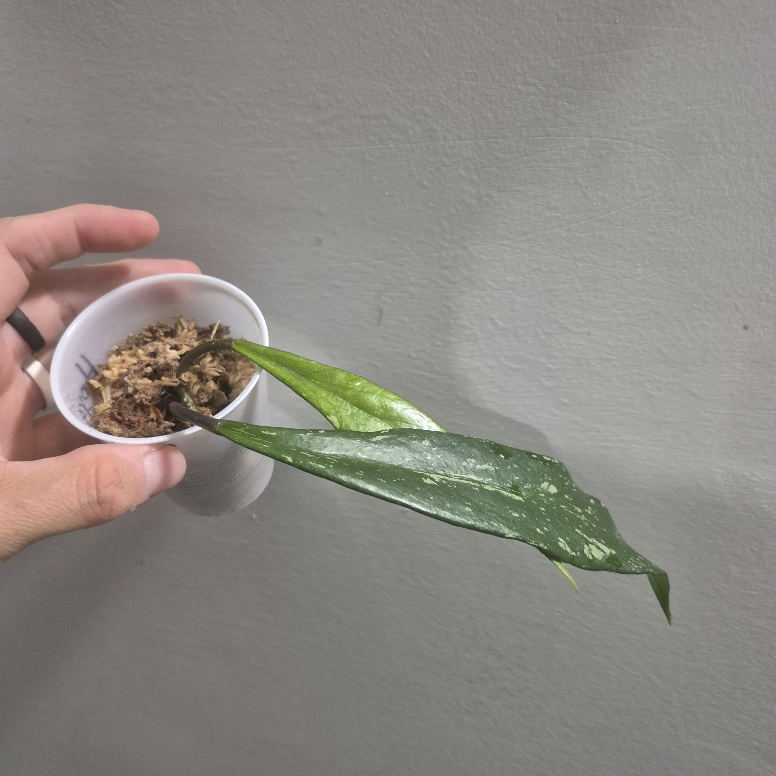 Hoya Publicalyx Royal Hawaiian Purple Rooted In 2.5″ pot wax plant