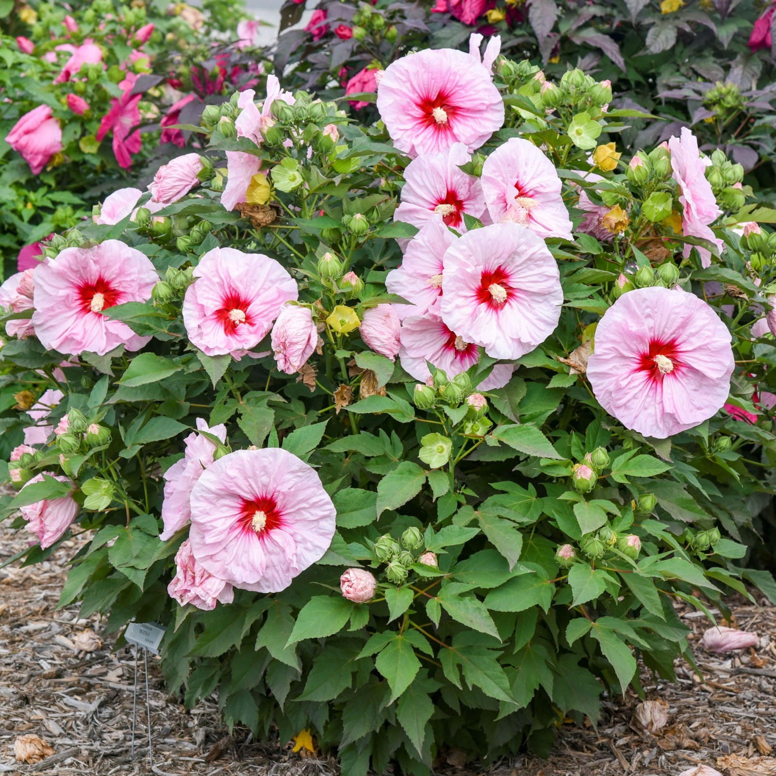 bush hibiscus ALL EYES ON ME pink flower hardy 2.5″ pot = 1 Live Potted Plant