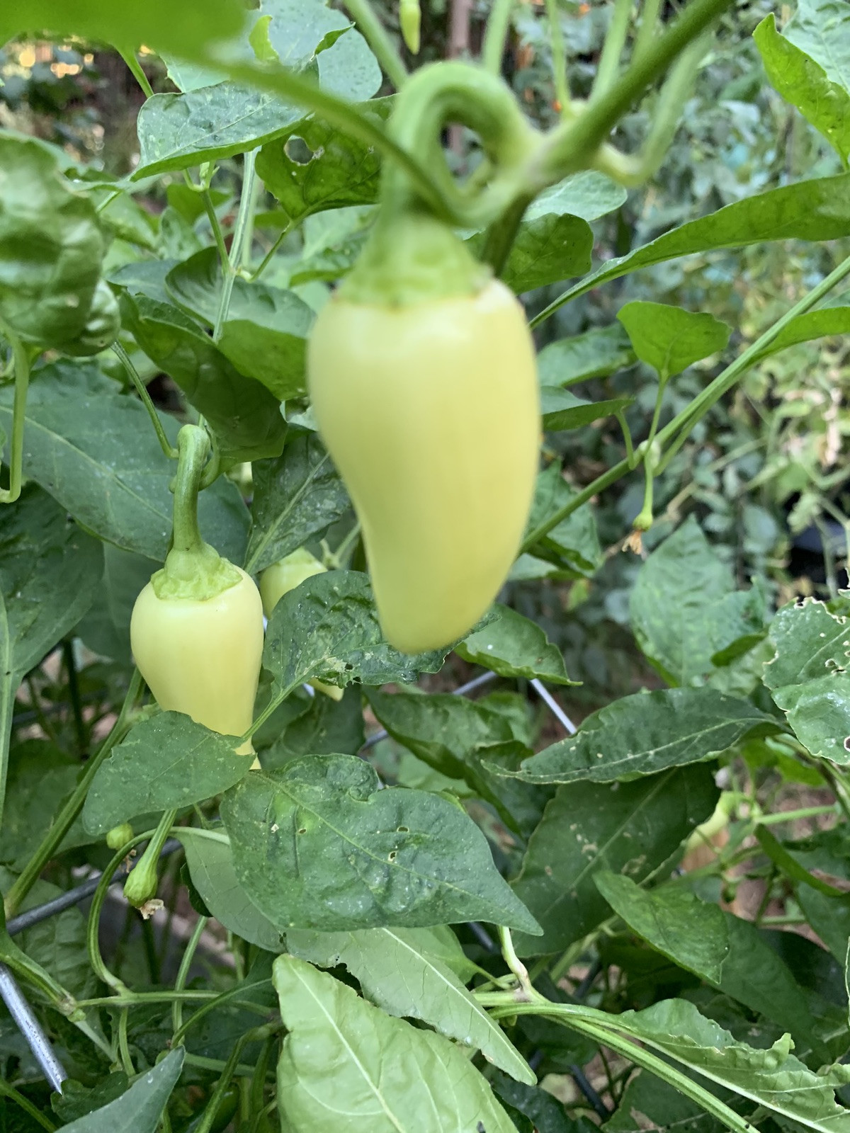 25+ White Jalapeno Pepper Seeds 🇺🇸 USA Grown 🇺🇸 100% Organic! Spicy Fruits