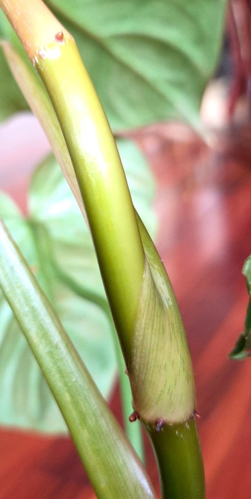 Rare Philodendron Sodiroi Aff X Verrucosum 21″ Tall Not Monstera Anthurium Aroid