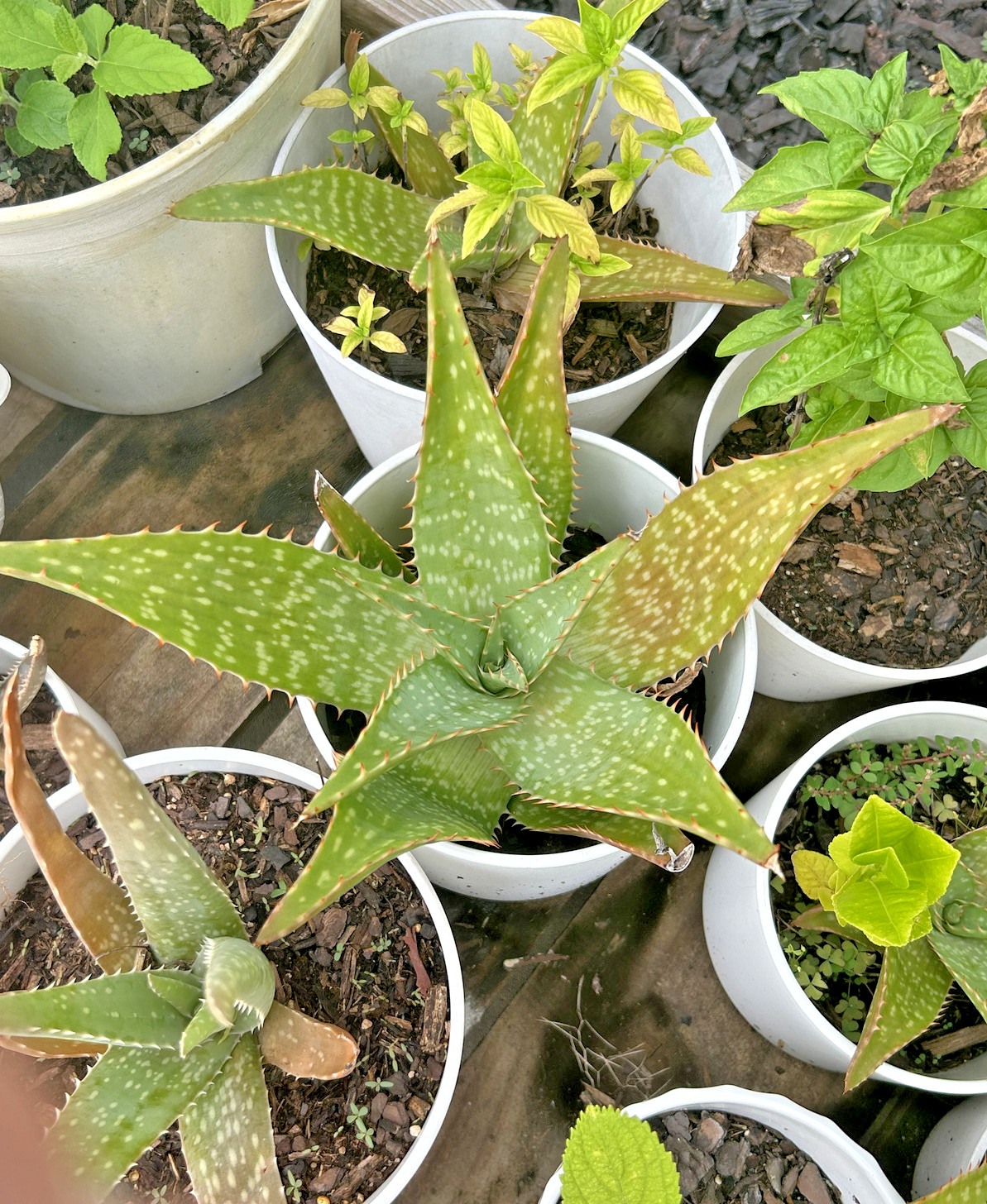 TWO ALOE VERA BARBADENIS 4 TO 15 INCHES WITH ROOT LIVE PLANT SWEET MEDICINAL