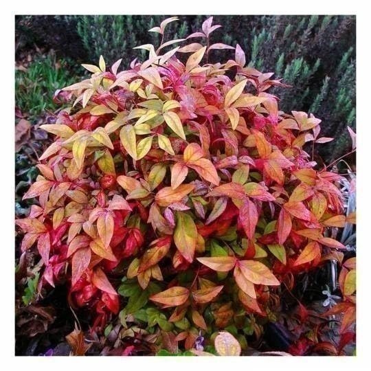 Nandina Firepower | 3 Gallon | Nandina domestica | Low Maintenance | Hardy Plant