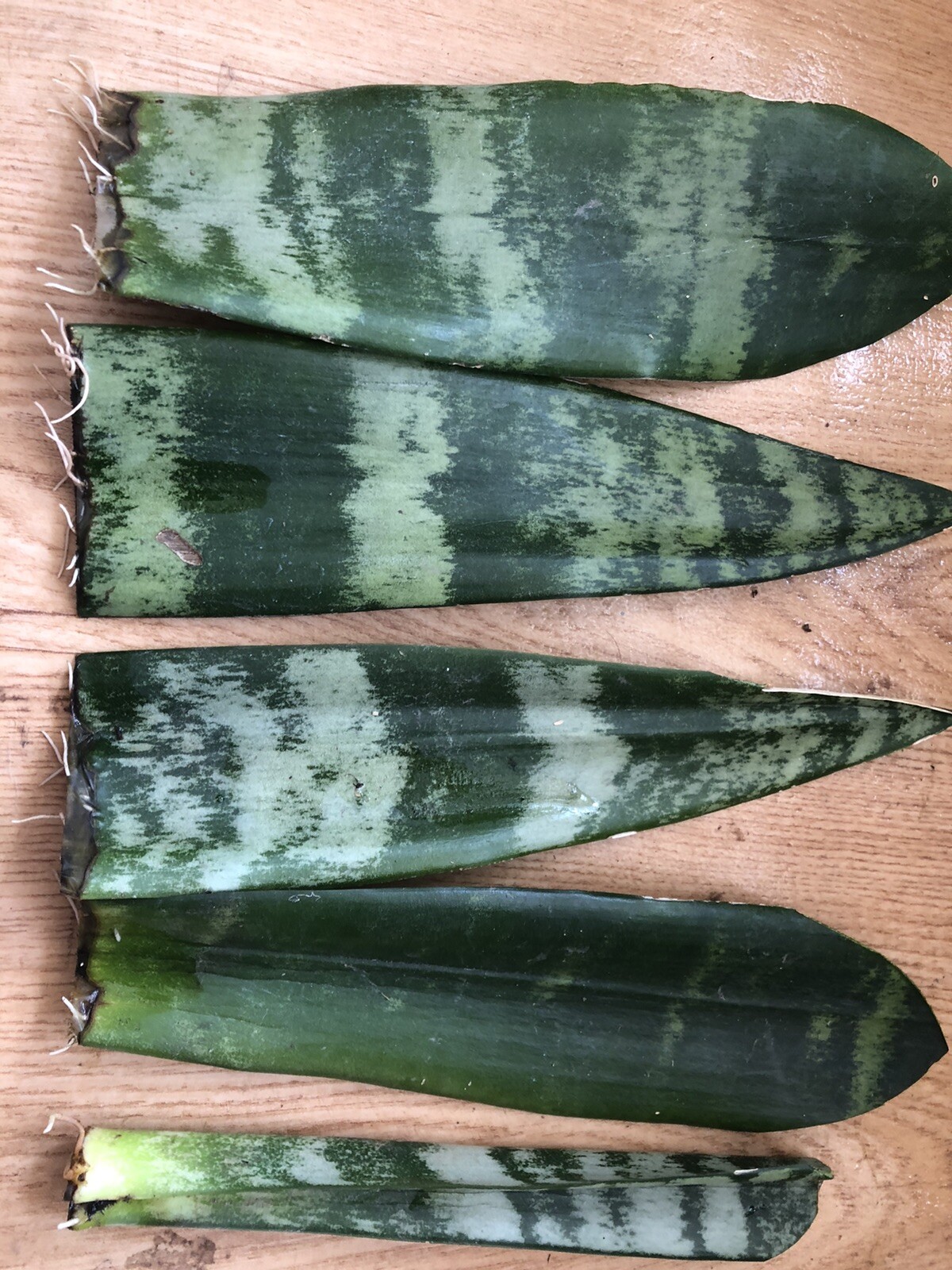 5pcs Snake Plant Cutting With Roots Mother-In-Law’s Tongue Sanseveria Live Plant