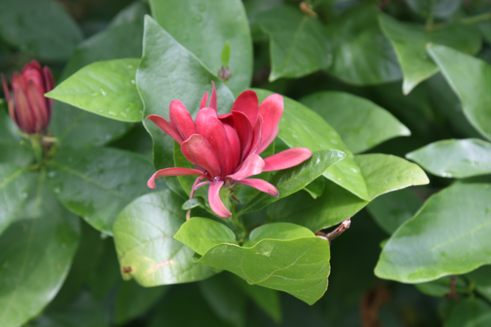 Carolina Allspice, Calycanthus floridus, Shrub Seeds