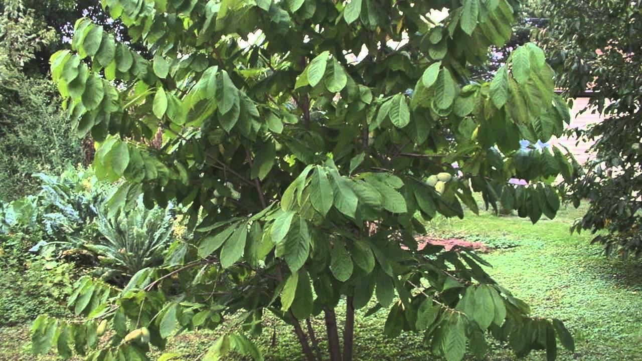 PAW PAW ‘Asimina triloba’ TREE LIVE PLANT 12+ INCHES