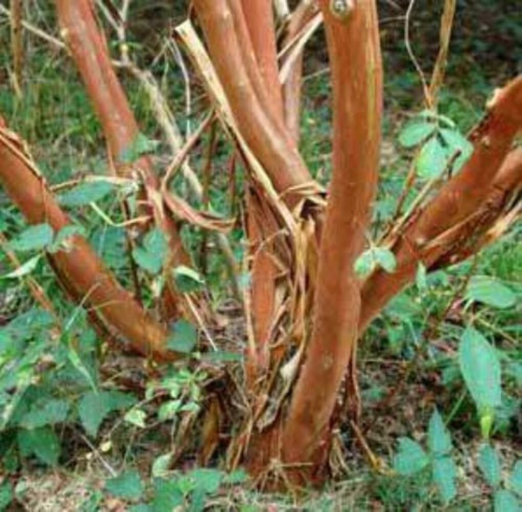 Caddo Crape Myrtle: Graceful, Weeping Elegance for Your Landscape