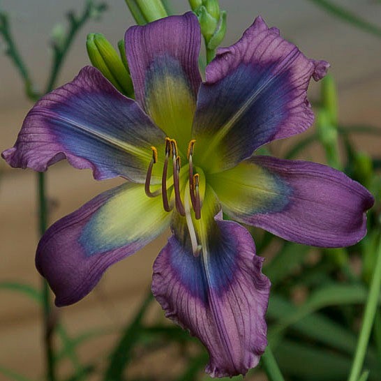 2 Double Bareroot Fans Blue Viper Daylily