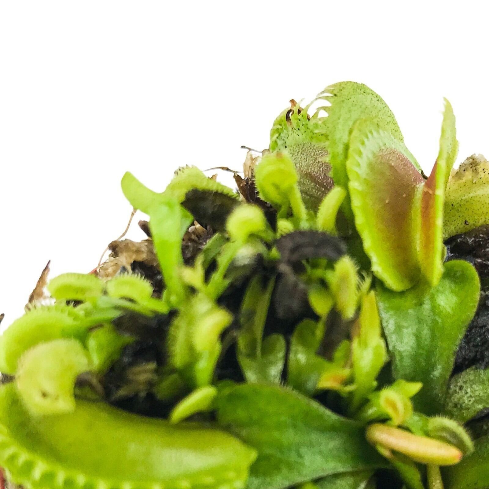 Dente Venus Fly Trap Carnivorous Plant – Dionaea muscipula