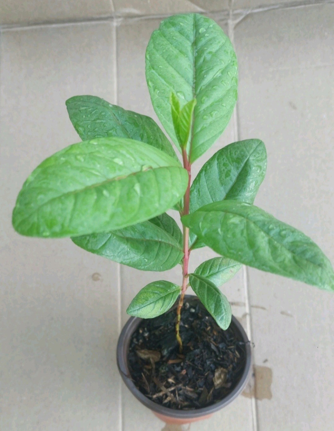 Guava Tree 10” Seedling Tropical Live Plant In a Pot, White Flesh, Gaint Fruits