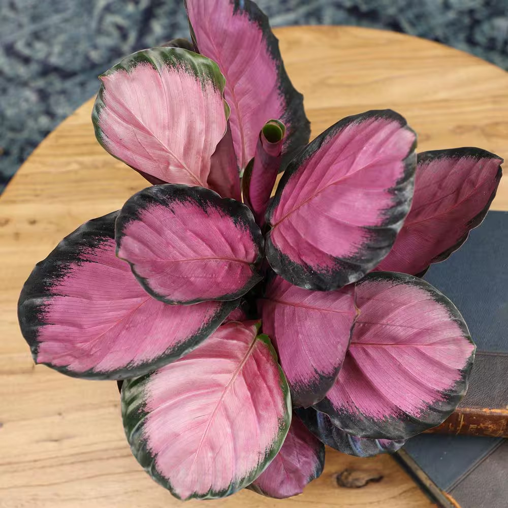 6 In. Calathea Roseopicta Rose Painted Calathea Live Purple House Plant Pot