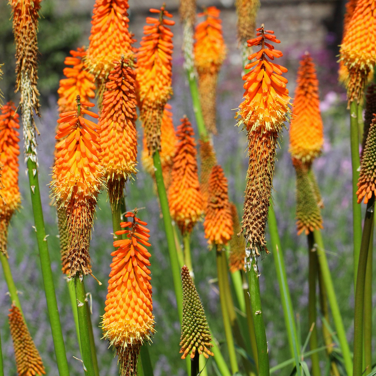 RED HOT Poker Live Butterfly Garden Plant Cold Hardy Unusual Orange Yellow Bloom
