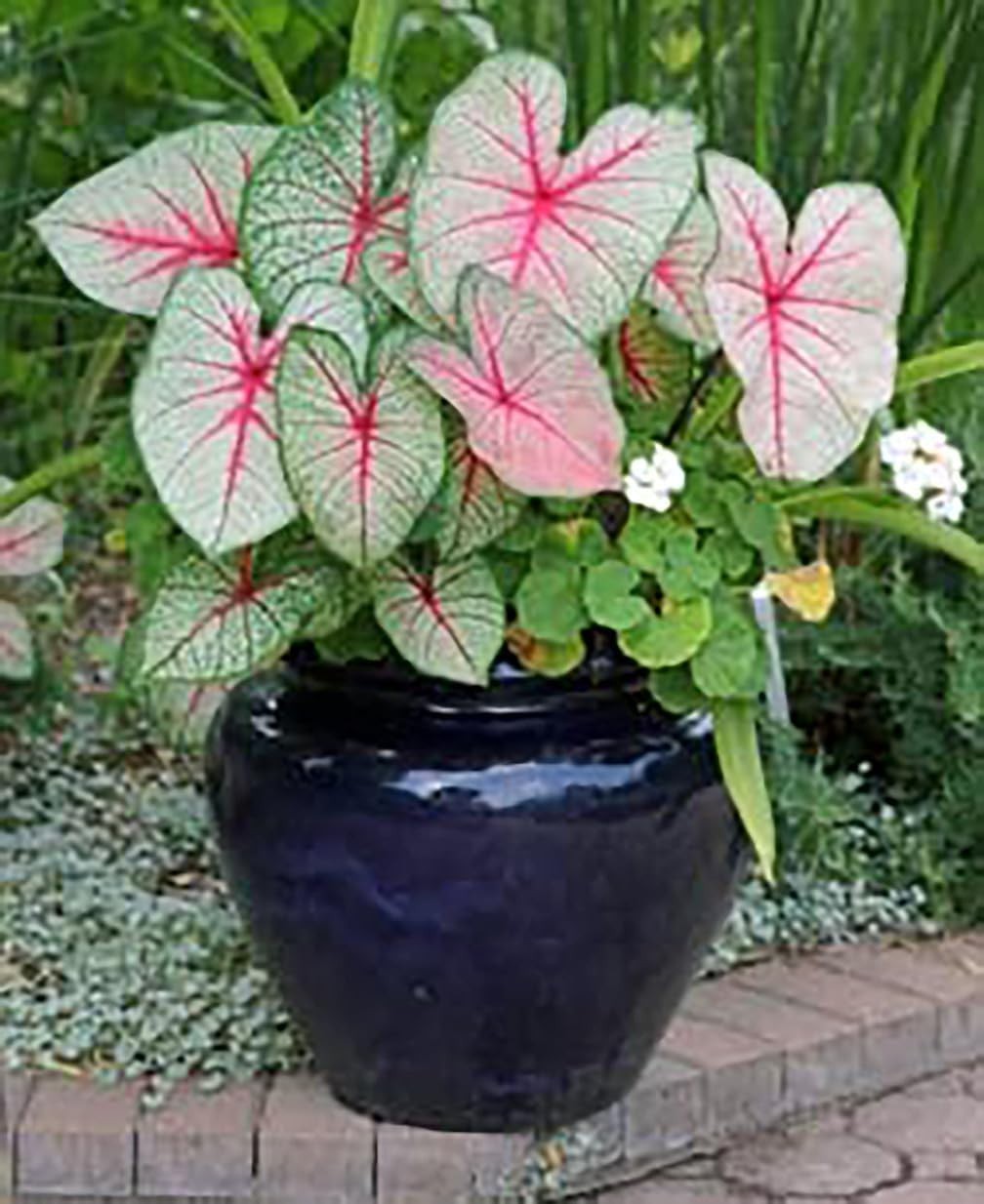 Elegant Dwarf Candidum Jr. Caladium Bulbs – Hardiness Zones 9-11, White Foliage