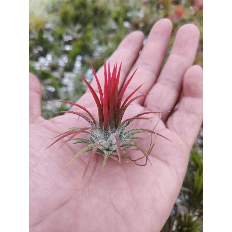 5 Pack Ionantha Fuego Red Air Plants – Low Maintenance – Exotic Variety
