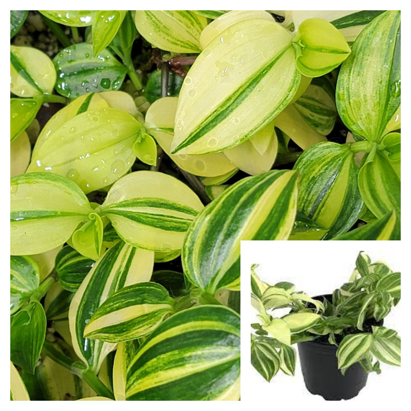 Variegated Jew Yellow And Green Tradescantia Fluminensis white Live Plant 4″ POT