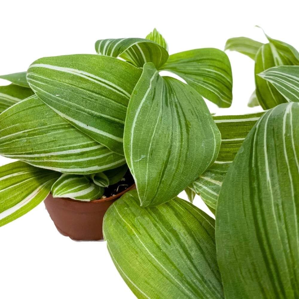 Green and White Wandering Dude 2 inch Set of 3 Tradescantia albiflora albo-vitta