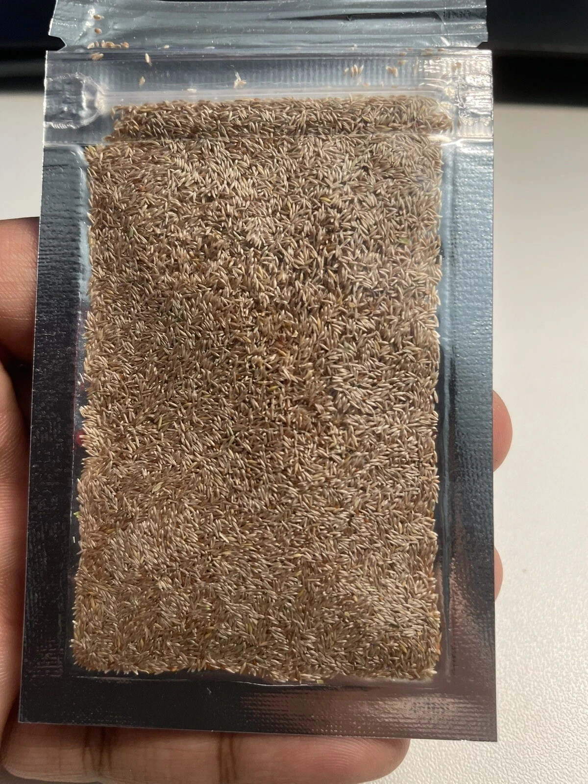 Creeping Bent Grass Seed – Premium Golf Course Grade, Dense Turf Grass Seeds