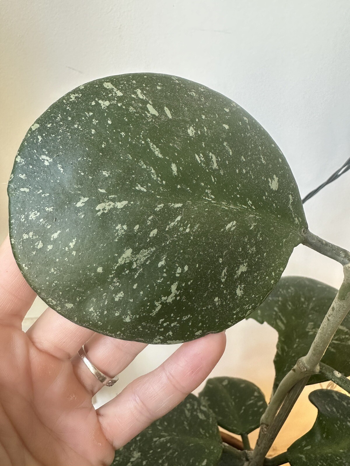 Hoya Obovata Splash Snippy