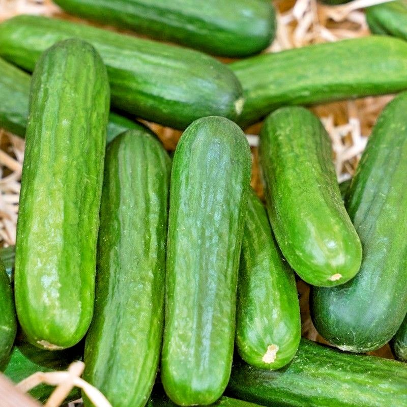 31+Muncher CUCUMBER Seeds Organic Summer Vegetable Garden Patio Container Easy
