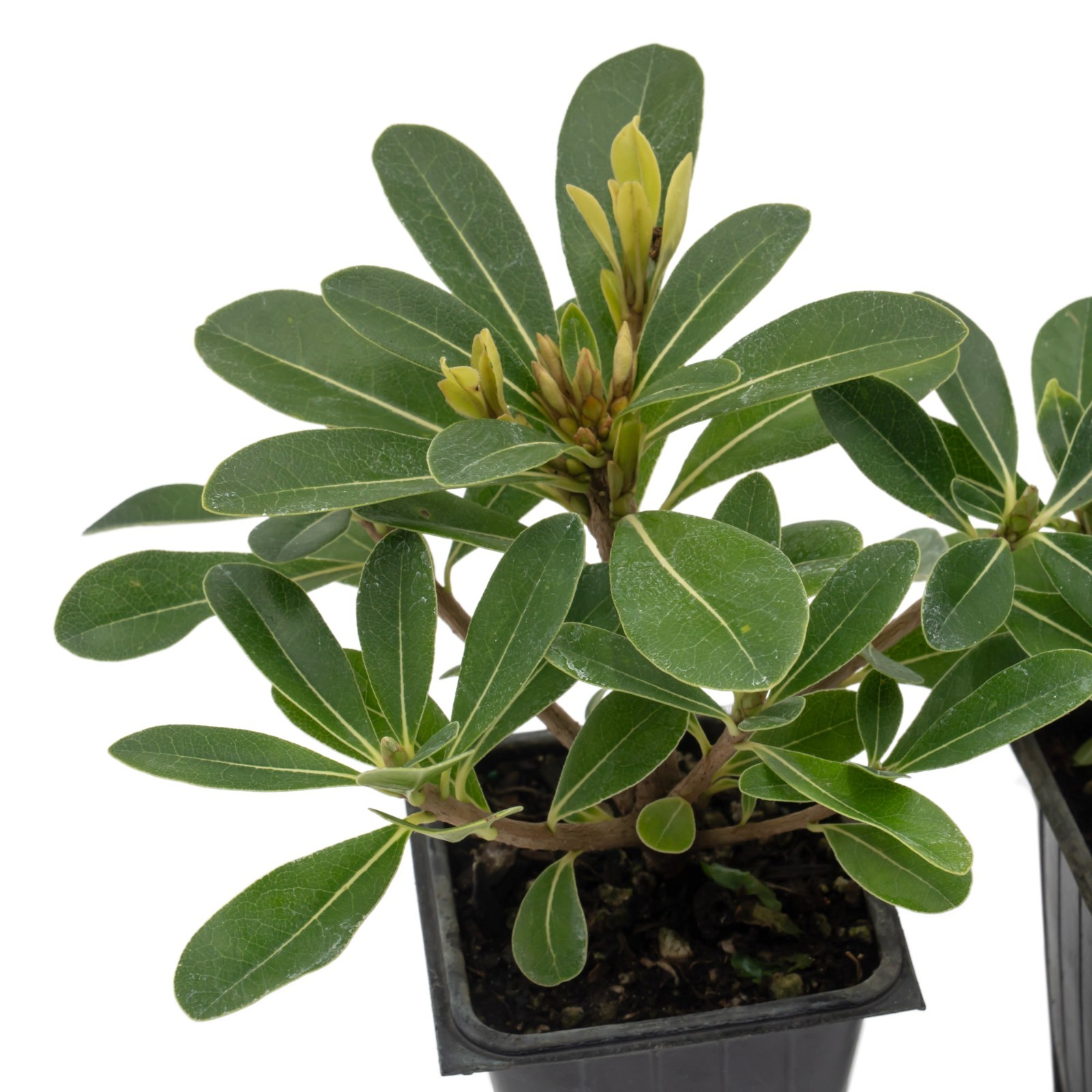 Wheeler’s Dwarf Shrubs | Live Plants in 2.5″ Nursery Cubes | Pittosporum Tobira