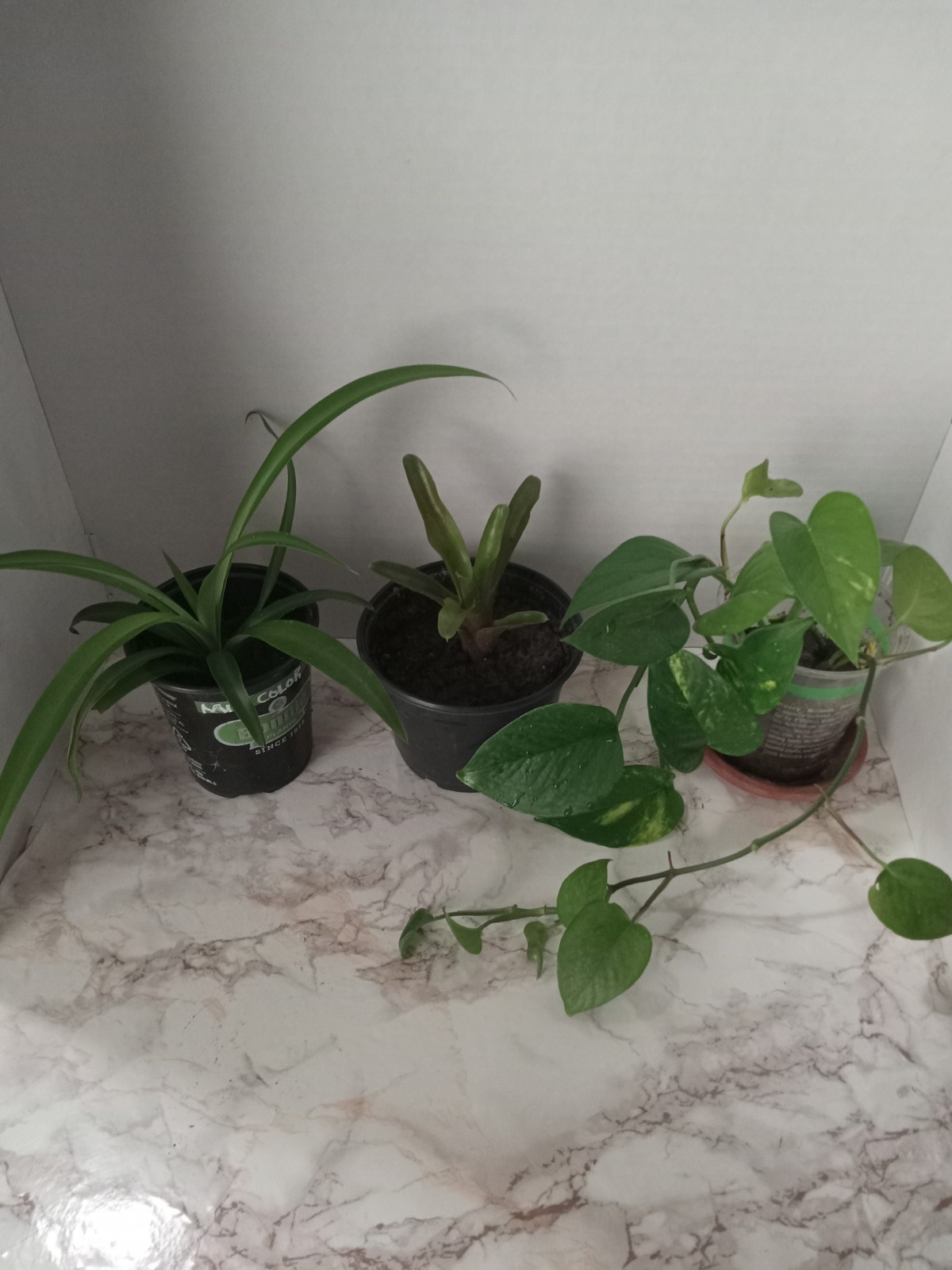3 Live Plants Bundle, Neoregelia Fireball, Green Spider, Golden Pothos.