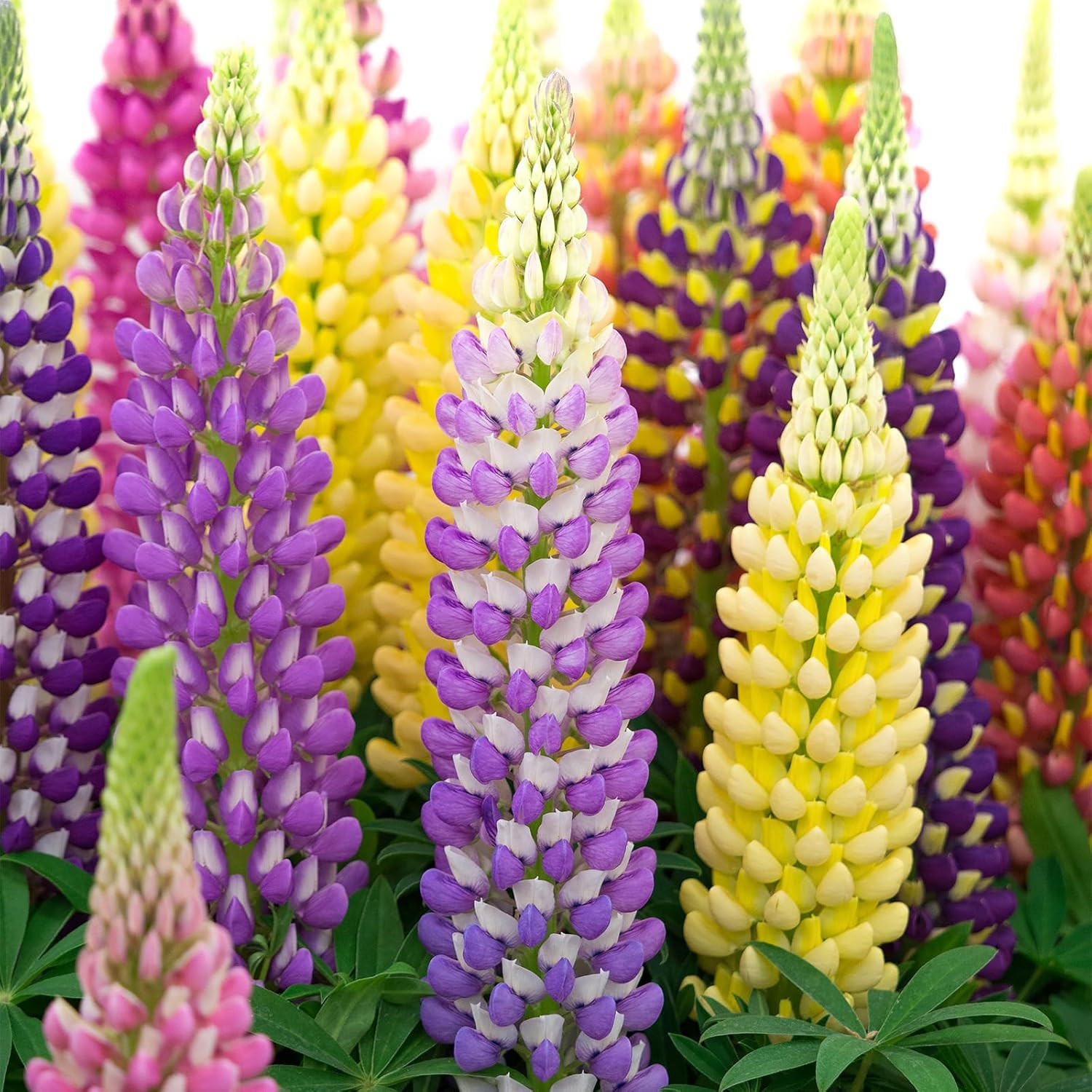 Russell Lupine Seeds, Lupinus Polyphyllus 36-48 Inch Tall Mix Color Flower, Red,