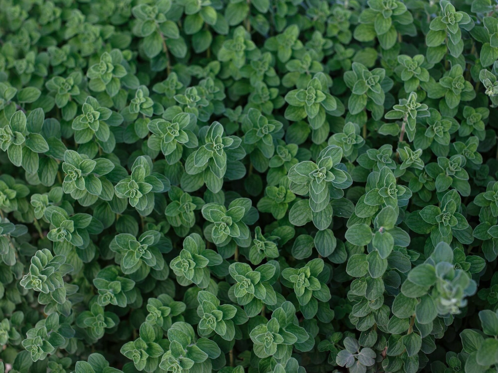 Origanum vulgare Seeds | Flowering Herb Seeds for Planting,