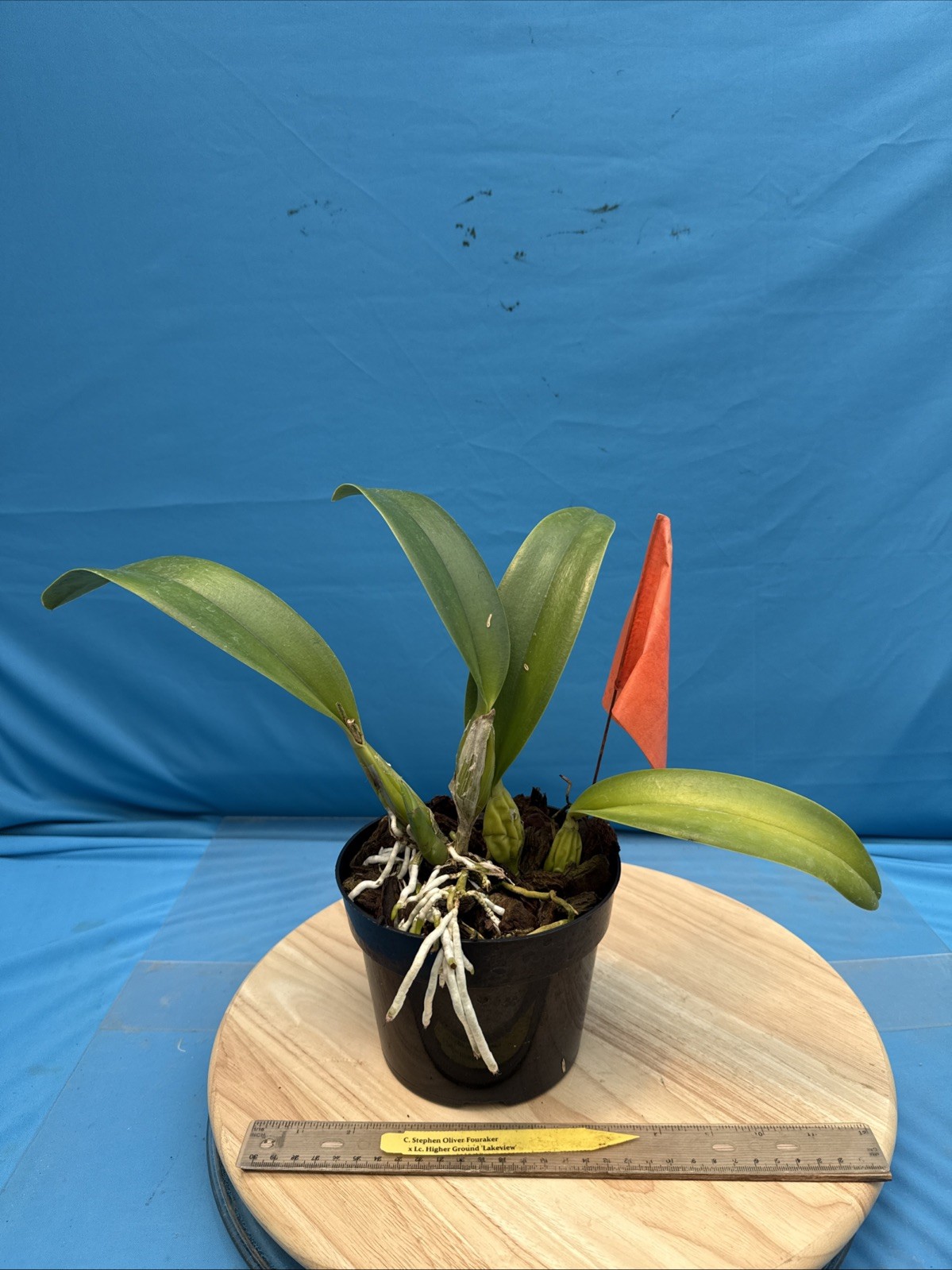Cattleya Stephen Oliver X Lc Higher Ground Purple White Exact Orchid Eros 7” Pot