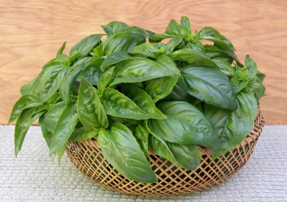 Live Sweet Basil Herb Plant – 8″ Tall – 4″ Pot – Fresh Culinary Herb