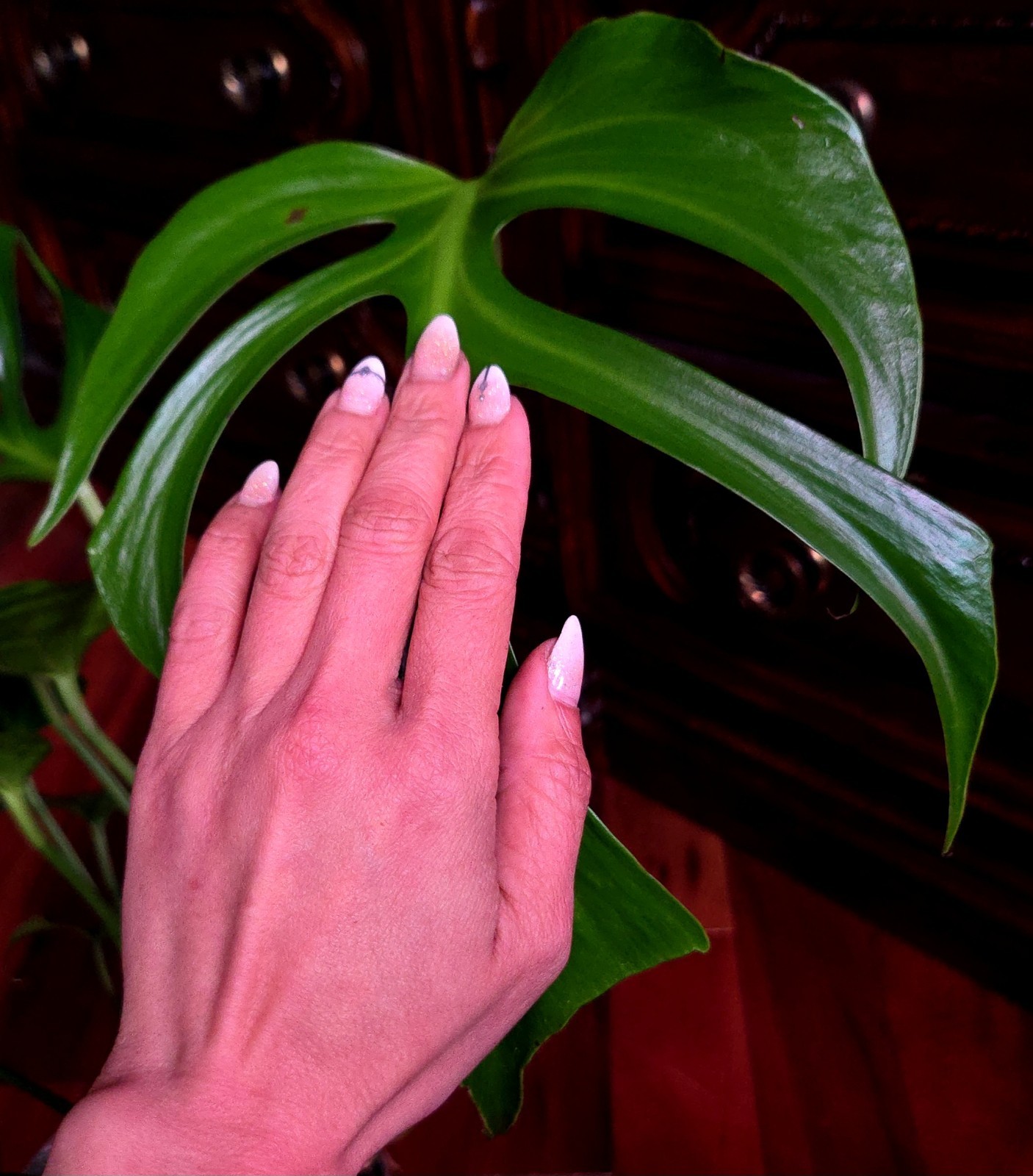 Rare XL Monstera Burle Marx Flame 25″ Tall Aroid Not Philodendron Anthurium