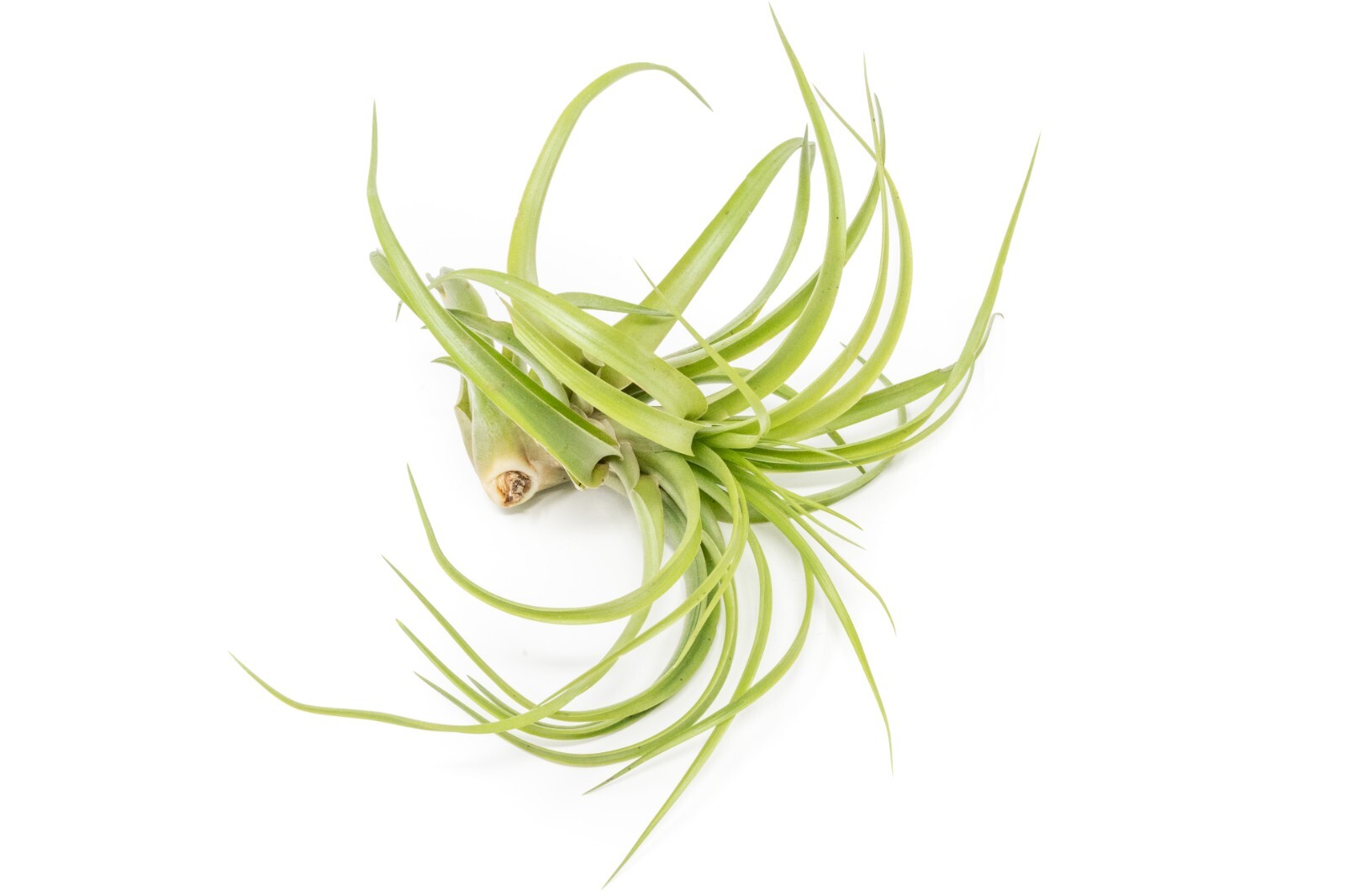 XL Tillandsia Abdita Brachycaulos-Wholesale Bulk-Easy Care Indoor/Outdoor Plants