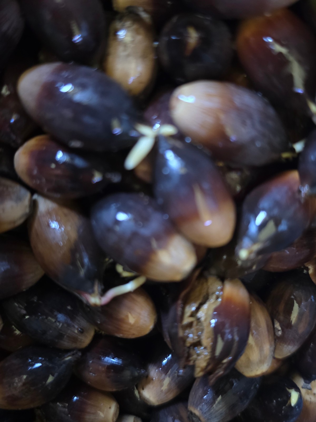 Live Oak Sprouted Acorns, ready to plant. Fresh, natural, perfect for gifts