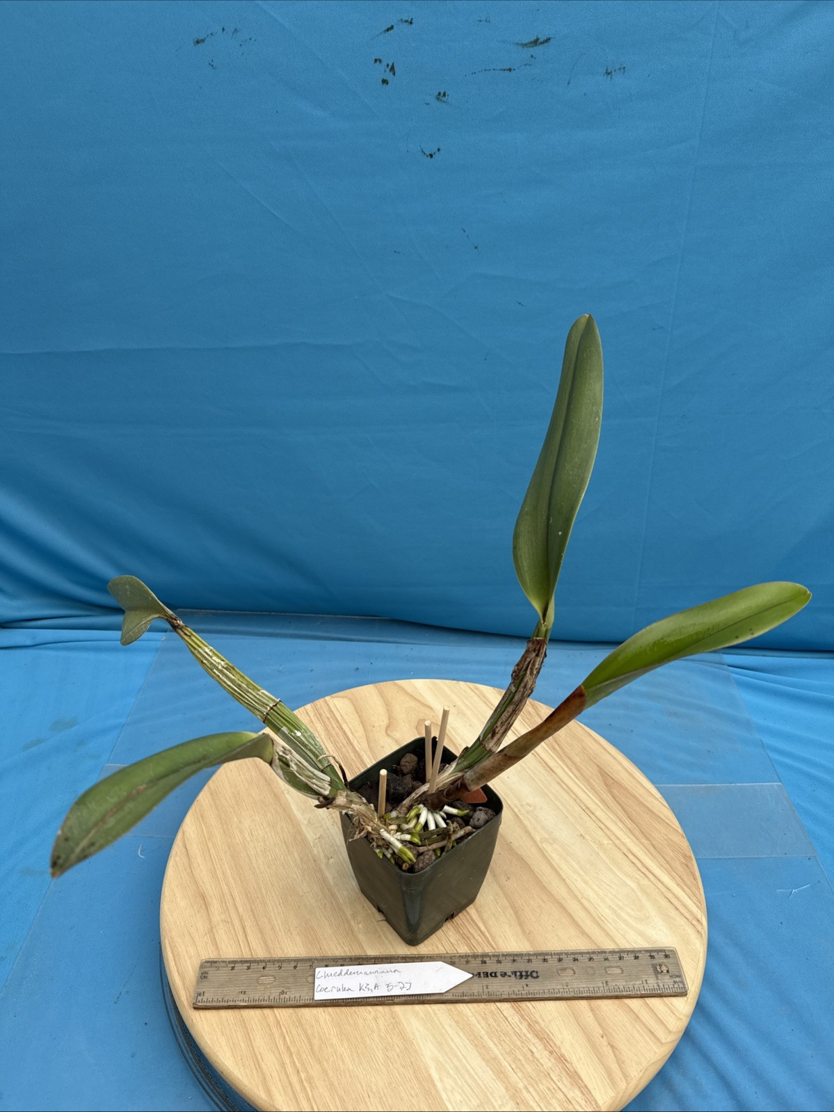 Cattleya lueddemanniana coerulea VERY NUTMEG FRAGRANT Orchid Species 4” Pot