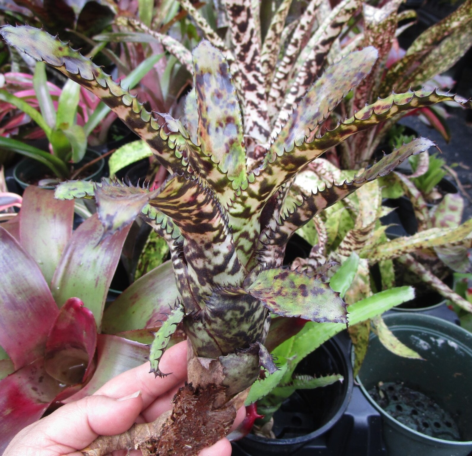 BUY ANY 4 SAVE 15% BROMELIAD Aechmea WHITE KNIGHT Hybrid Offset – Rare Cross